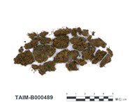 藏品(尖葉扭口苔)的圖片